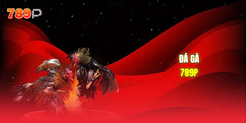 Đá gà 789P